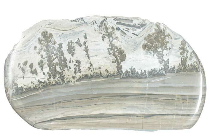 Triassic Aged Stromatolite Fossil - England #285837